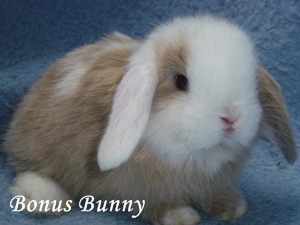 Bonus-Bunny
